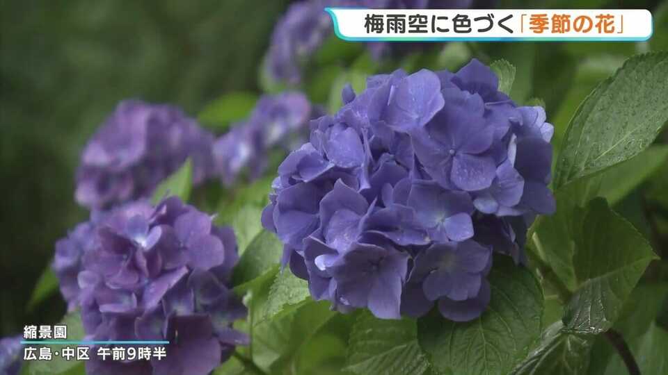 わびさびの日本らしい風景」 ”梅雨の花” アジサイ色づく 見頃は6月中旬