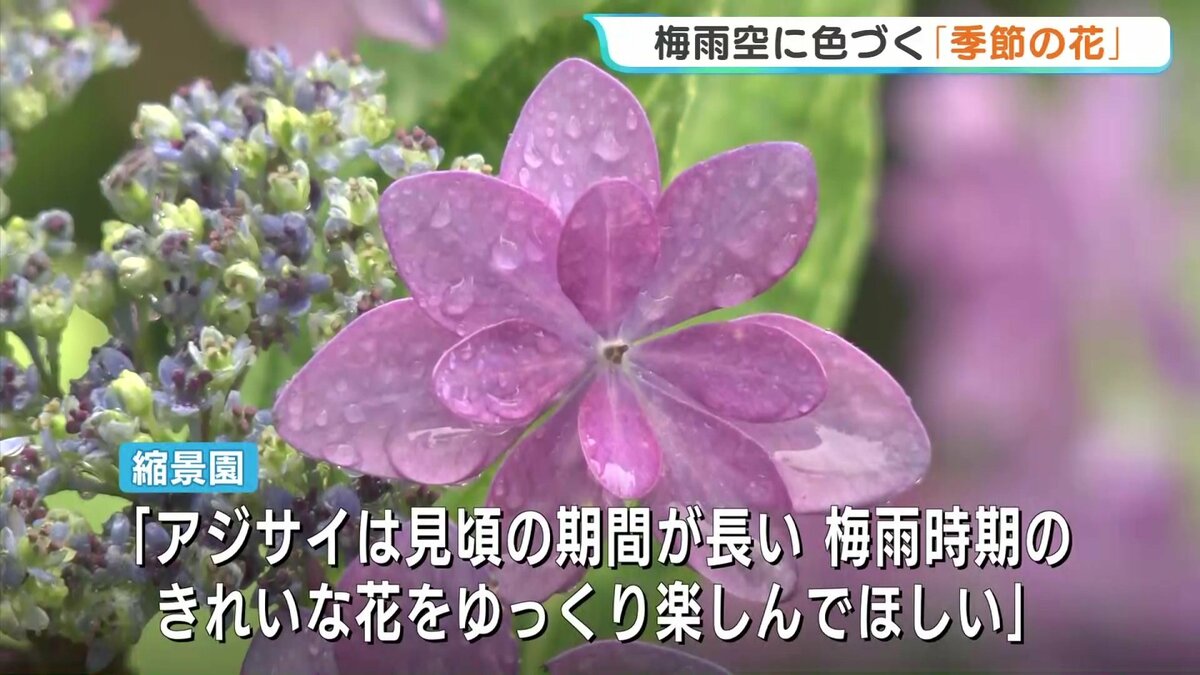 わびさびの日本らしい風景」 ”梅雨の花” アジサイ色づく 見頃は6月中旬