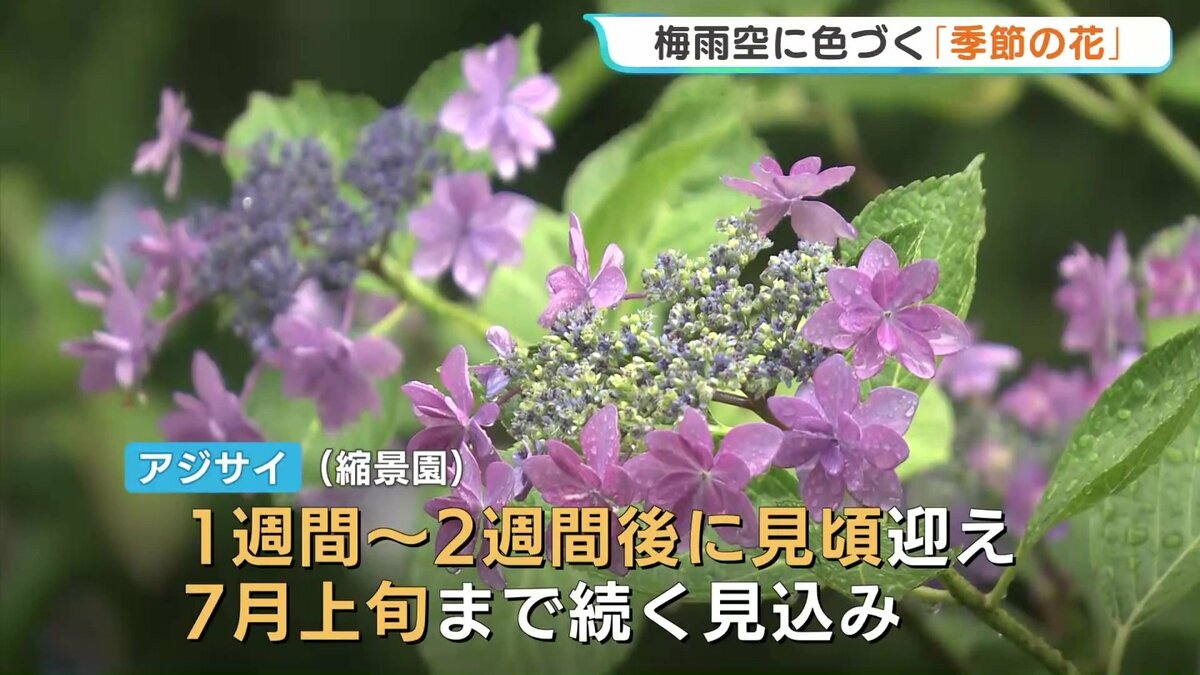わびさびの日本らしい風景」 ”梅雨の花” アジサイ色づく 見頃は6月中旬